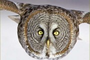 photocontest_owl1.ashx