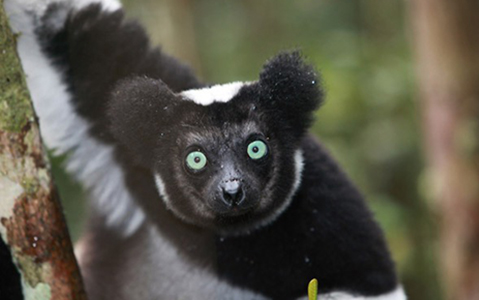 madagascar-lemur