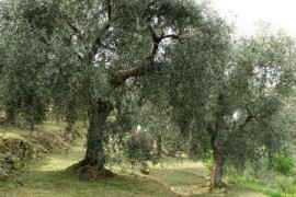 paesaggio olivicolo