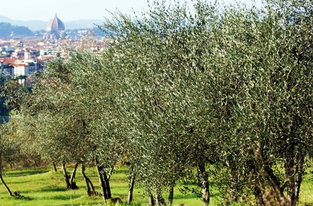 fattoria di Montebeni - panorama su Firenze