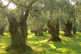 Olive_trees_on_Thassos