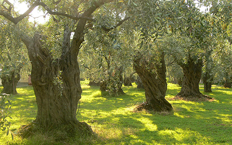 Olive_trees_on_Thassos