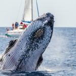 Nuova Caledonia – session-observation-baleines-prony-15