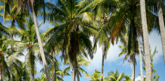 Sull’atollo di Tetiaroa
