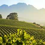 Stellenbosch-Vineyards
