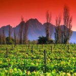 The-Winelands