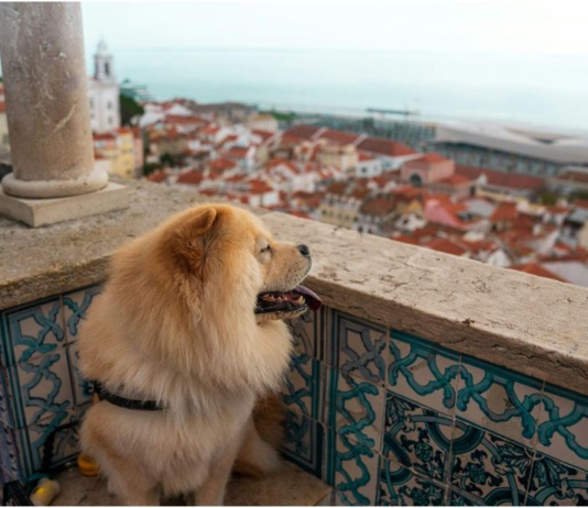 Lisbona pet-friendly 2026: hotel, musei, librerie e spiagge dove portare il tuo cane o gatto
