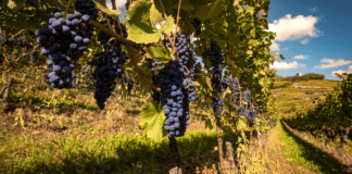 Trentino